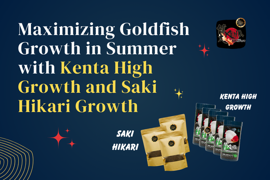 Maximizing Goldfish Growth in Summer with Kenta High Growth and Saki Hikari Growth