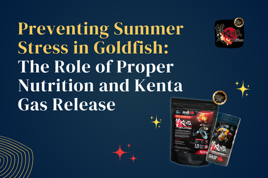 Preventing Summer Stress in Goldfish: The Role of Proper Nutrition and Kenta Gas Release