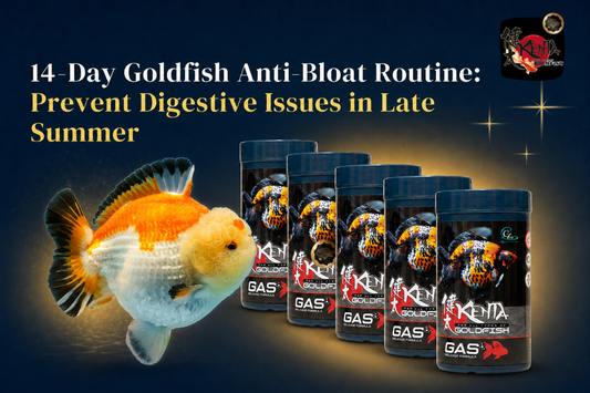 14-Day Goldfish Anti-Bloat Routine: Prevent Digestive Issues in Late Summer