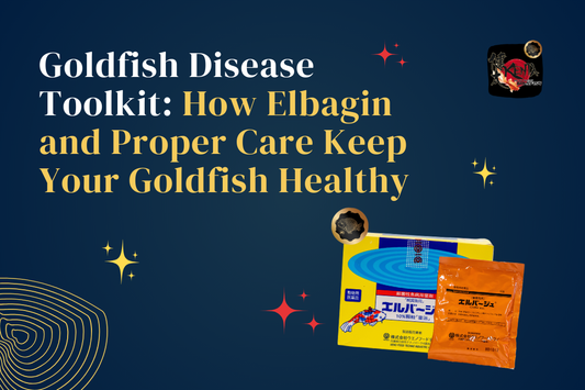 Goldfish Disease Toolkit: How Elbagin and Proper Care Keep Your Goldfish Healthy