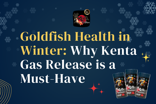 Goldfish Health in Winter: Why Kenta Gas Release is a Must-Have