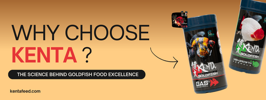 Why Choose Kenta? The Science Behind Goldfish Food Excellence