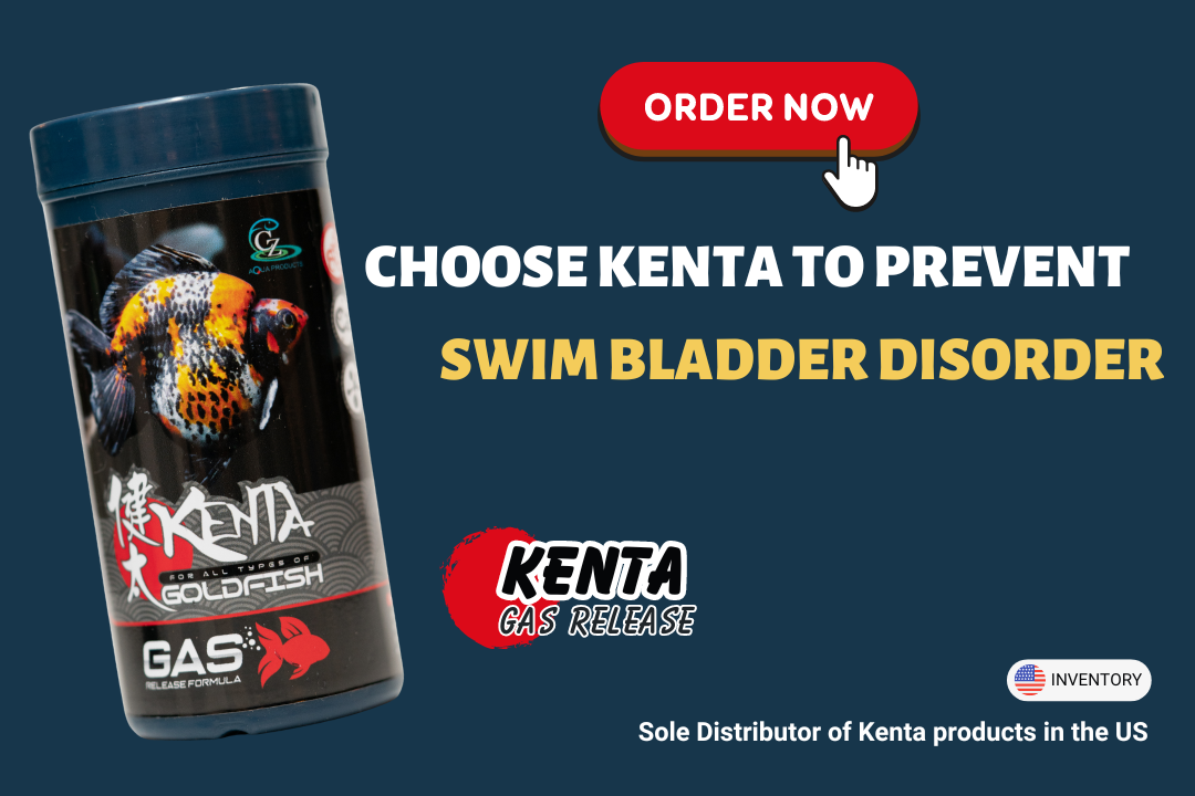 Why Choose Kenta? The Science Behind Goldfish Food Excellence