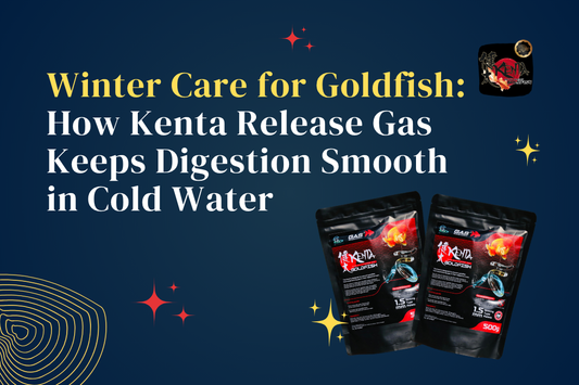Winter Care for Goldfish: How Kenta Release Gas Keeps Digestion Smooth in Cold Water
