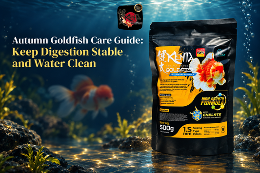 Autumn Goldfish Care Guide: Keep Digestion Stable and Water Clean